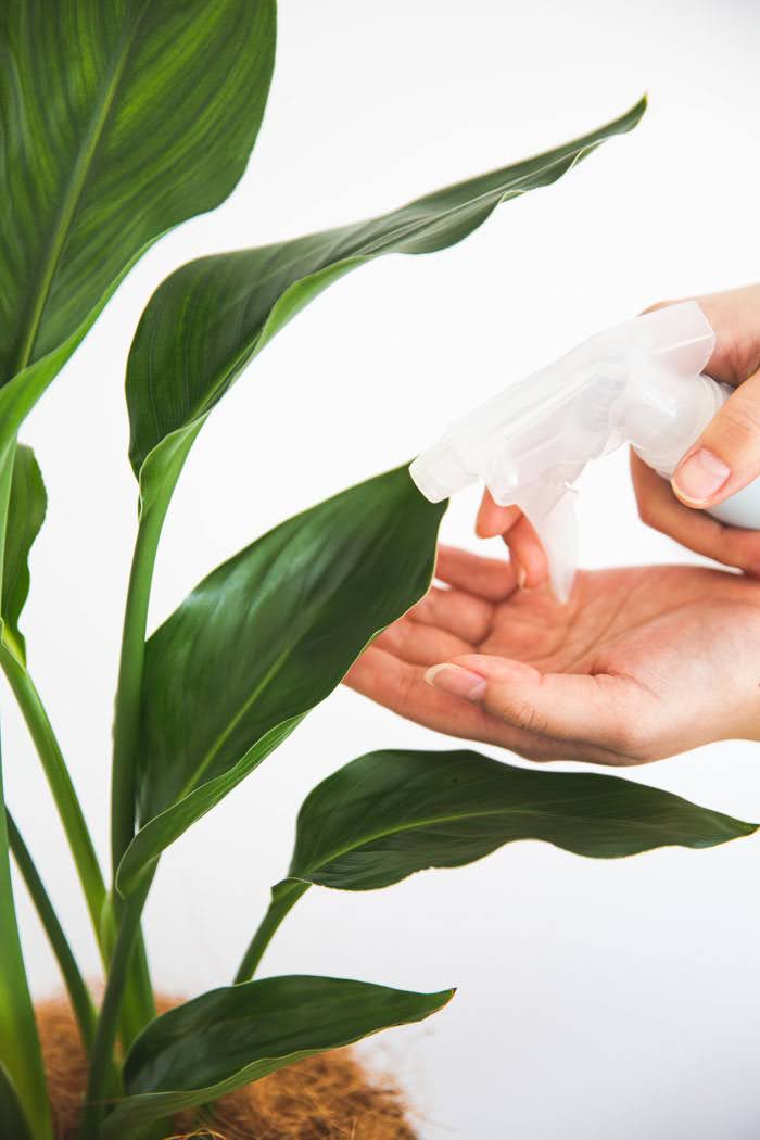 観葉植物 ストレチアレギネ（6号鉢）の写真6枚目