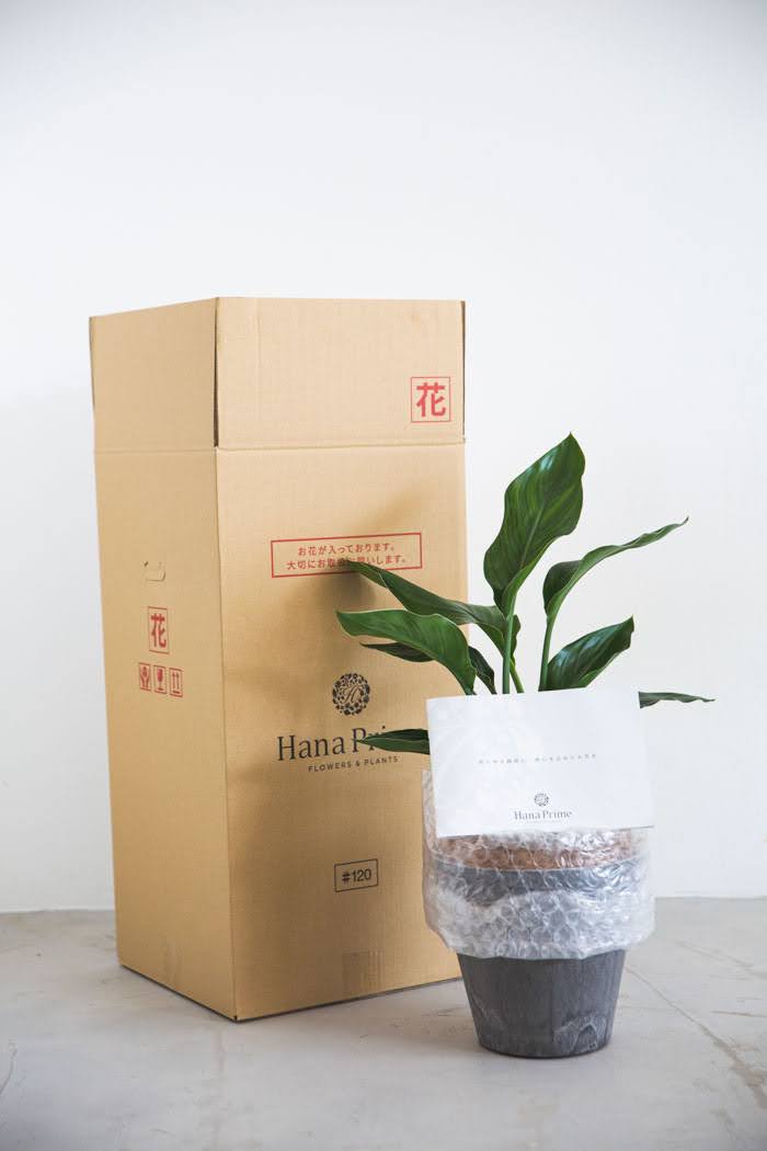 観葉植物 ストレチアレギネ（6号鉢）の写真8枚目