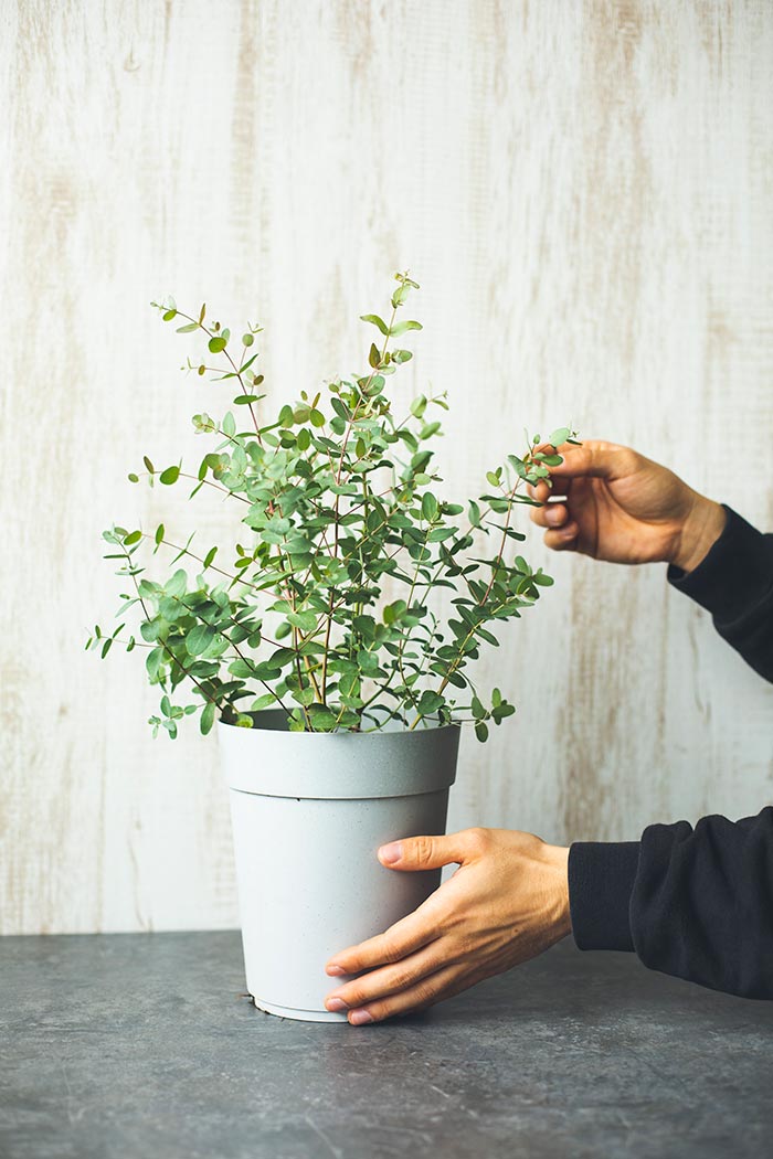 観葉植物 ユーカリグニー 6号鉢 公式 Hanaprime 花と植物のギフト通販 観葉植物 ユーカリグニー 6号鉢 公式 Hanaprime 花と植物のギフト通販