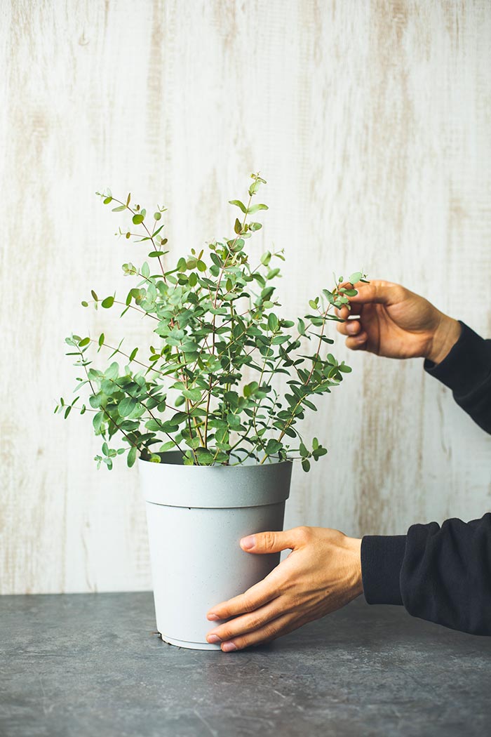 観葉植物 ユーカリグニー 6号鉢 公式 Hanaprime 花と植物のギフト通販