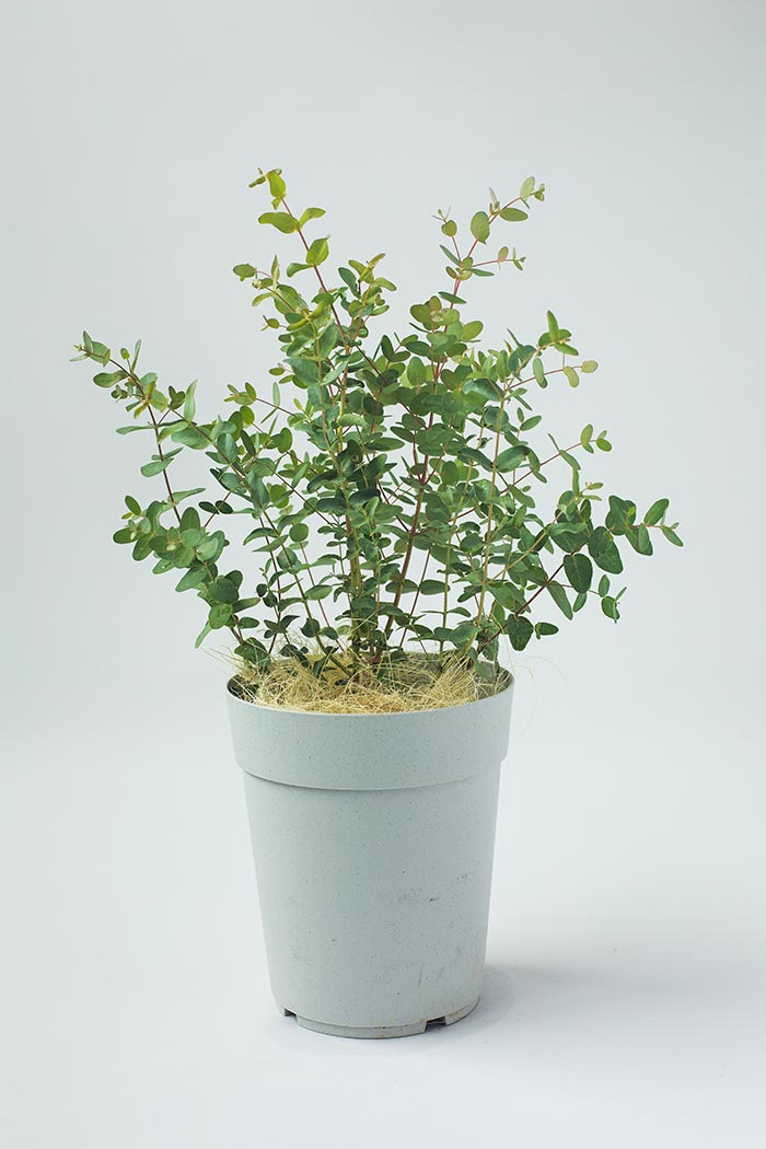 観葉植物 ユーカリグニー 6号鉢 公式 Hanaprime 花と植物のギフト通販