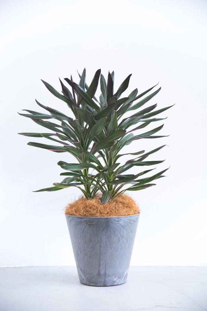 観葉植物 コルジリネサンゴ（6号鉢）の写真1枚目