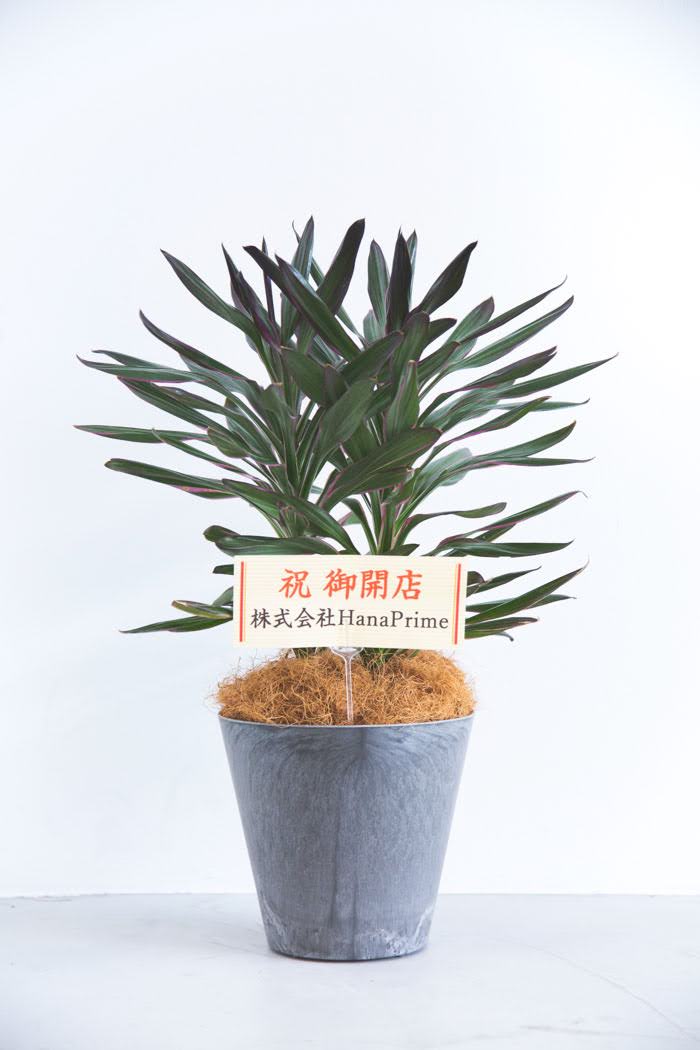観葉植物 コルジリネサンゴ（6号鉢）