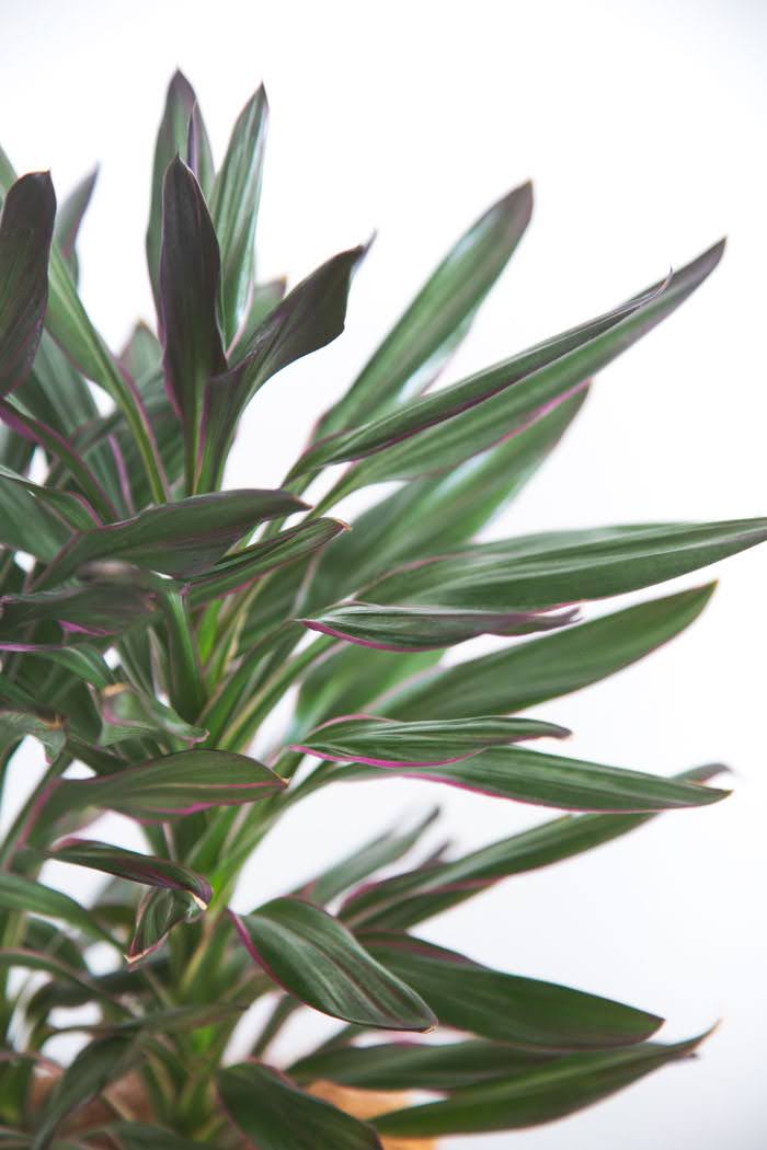 観葉植物 コルジリネサンゴ（6号鉢）｜HanaPrime（ハナプライム）