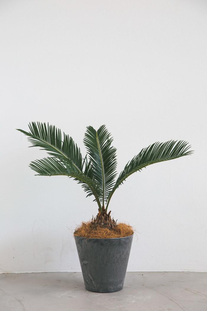 観葉植物 ソテツ（6号鉢）の写真1枚目