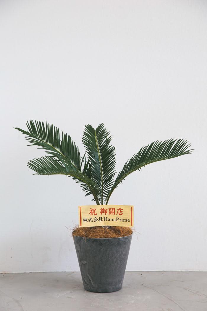 観葉植物 ソテツ 6号鉢 公式 Hanaprime 花と植物のギフト通販