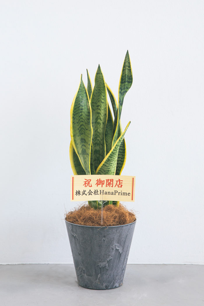 観葉植物 サンスベリア ローレンチ（6号鉢）の写真3枚目