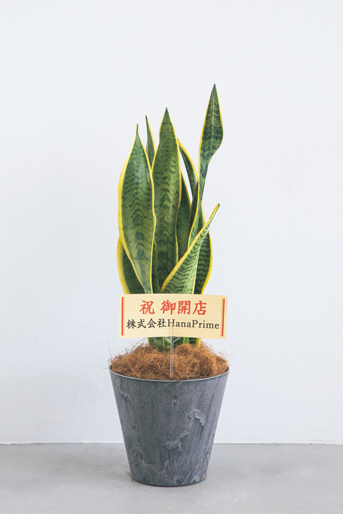 観葉植物 サンスベリア ローレンチ（6号鉢）