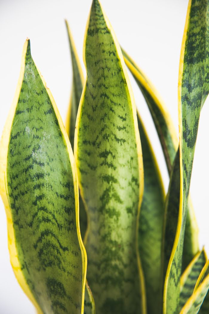 Mサイズの観葉植物 6号鉢 50cm 100cm 公式 Hanaprime 花と植物のギフト通販