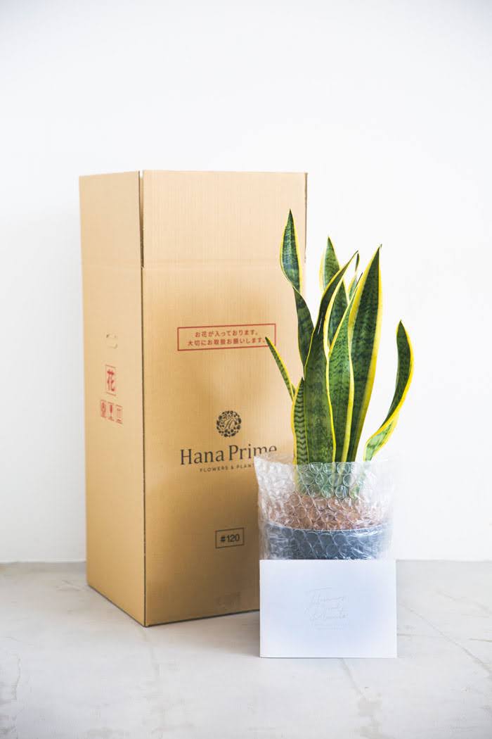 大株 サンセベリア・ロリダ ❢ 6号鉢での梱包発送です。 観葉植物