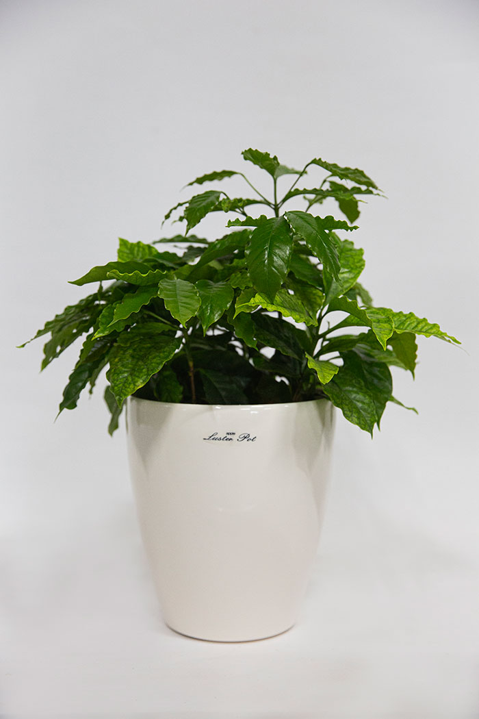 観葉植物 コーヒーの木 6号鉢 公式 Hanaprime 花と植物のギフト通販 観葉植物 コーヒーの木 6号鉢 公式 Hanaprime 花と植物のギフト通販