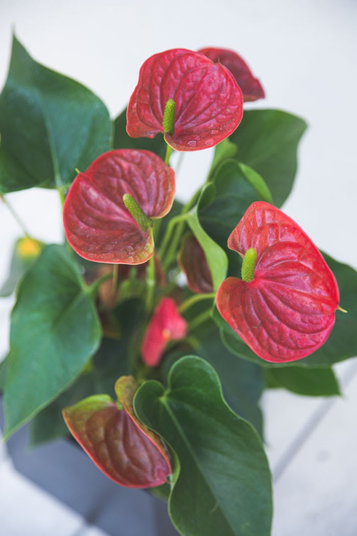 観葉植物 アンスリウム 6号鉢 公式 Hanaprime 花と植物のギフト通販 観葉植物 アンスリウム 6号鉢 公式 Hanaprime 花と植物のギフト通販