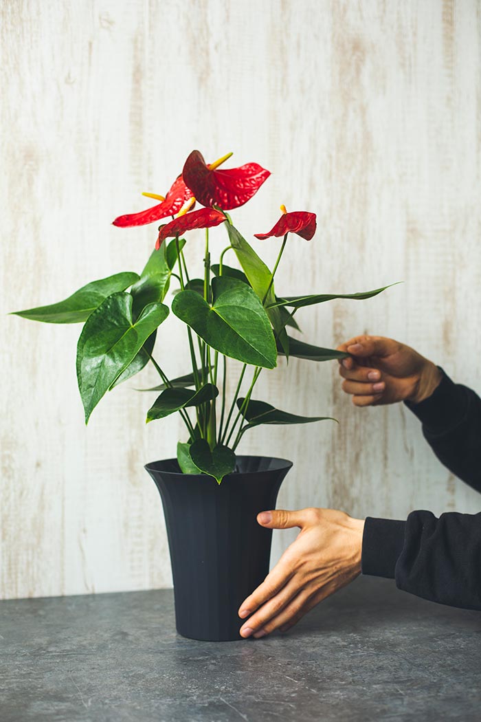 観葉植物 アンスリウム 6号鉢 公式 Hanaprime 花と植物のギフト通販