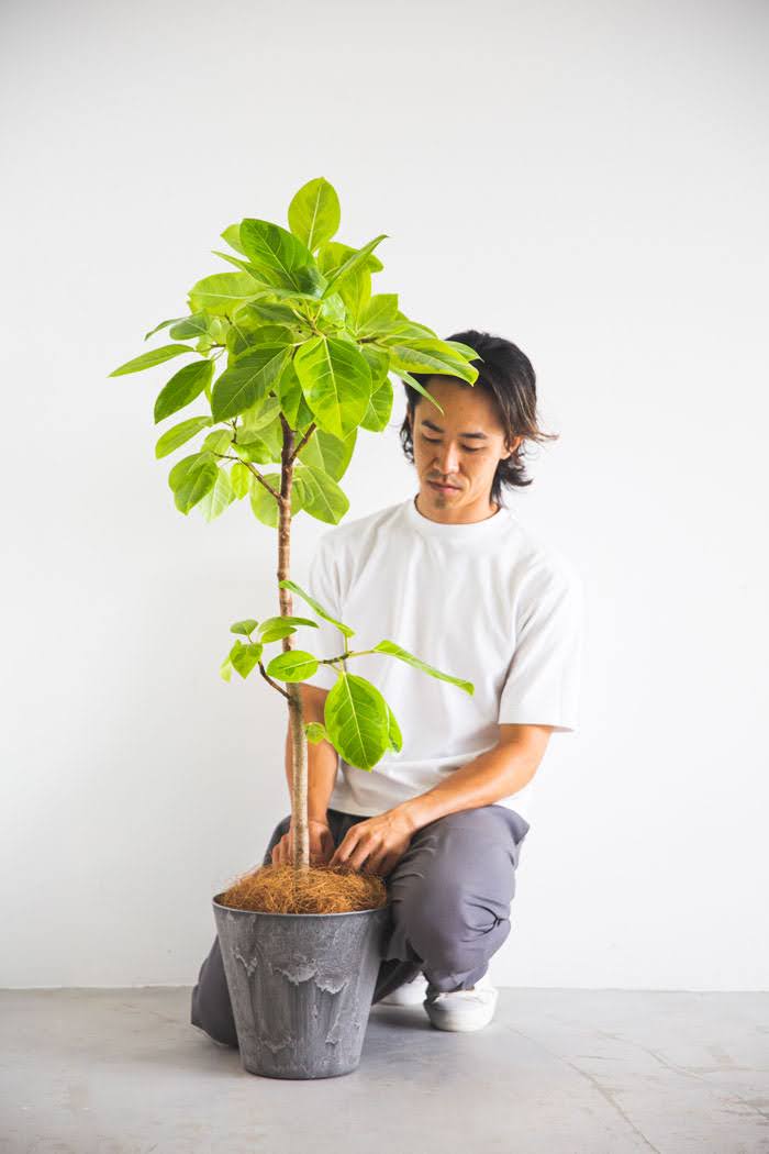 観葉植物 フィカス アルテシマ（8号鉢）｜HanaPrime（ハナプライム）
