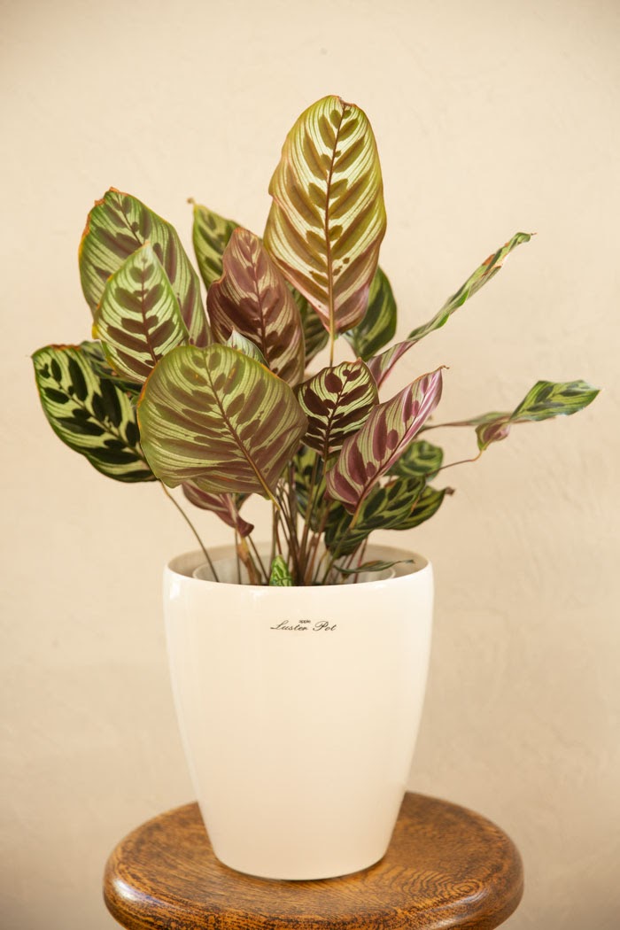 観葉植物 カラテア マコヤナ 6号鉢 公式 Hanaprime 花と植物のギフト通販