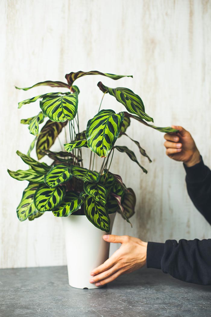 観葉植物 カラテア マコヤナ 6号鉢 公式 Hanaprime 花と植物のギフト通販