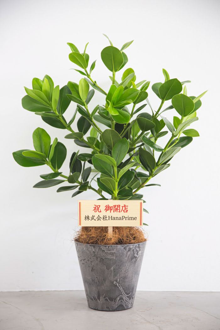 観葉植物　クルシア ロゼアプリンセス（6号鉢）の写真2枚目