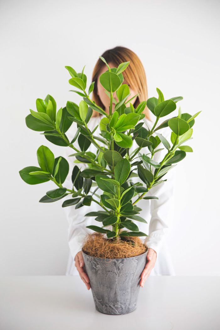 観葉植物　クルシア ロゼアプリンセス（6号鉢）の写真3枚目