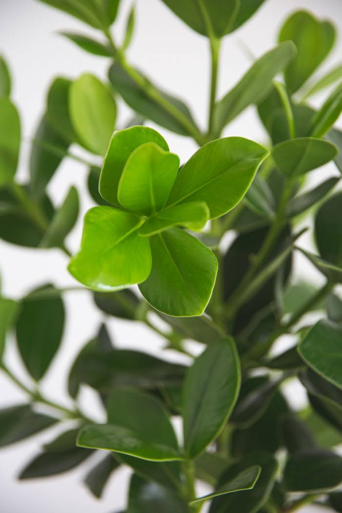 観葉植物 クルシア ロゼアプリンセス（6号鉢）の写真5枚目