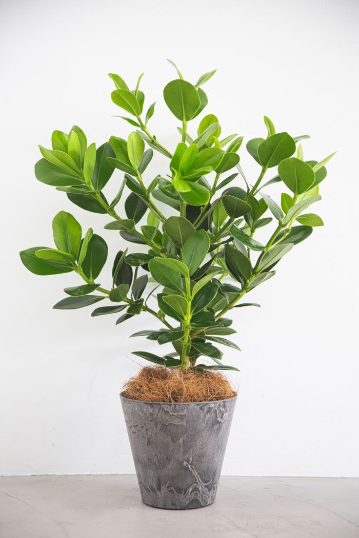 観葉植物　クルシア ロゼアプリンセス（6号鉢）の写真1枚目