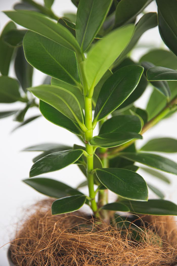 観葉植物 クルシア ロゼアプリンセス（6号鉢）の写真6枚目