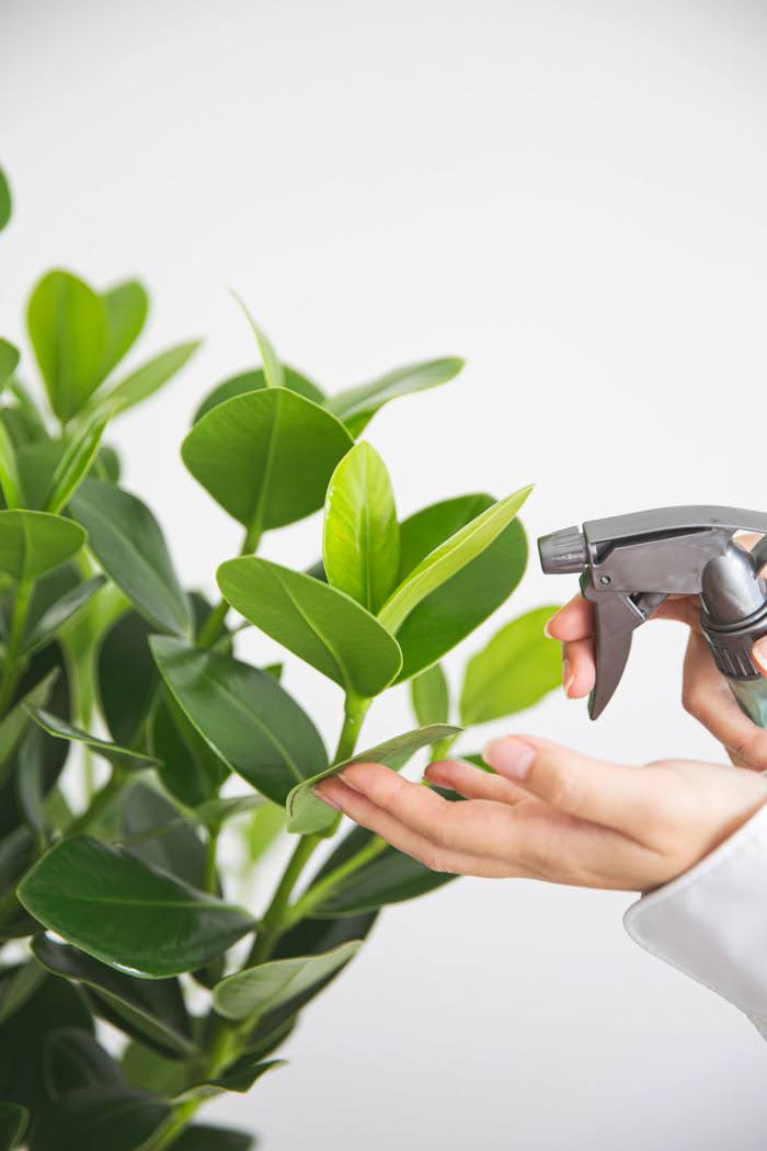観葉植物 クルシア ロゼアプリンセス（6号鉢）の写真7枚目