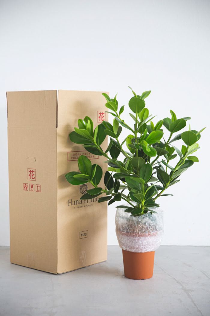 観葉植物 クルシア ロゼアプリンセス（6号鉢）の写真8枚目