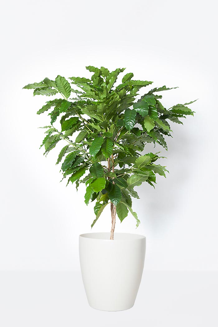 観葉植物 コーヒーの木(8号鉢)