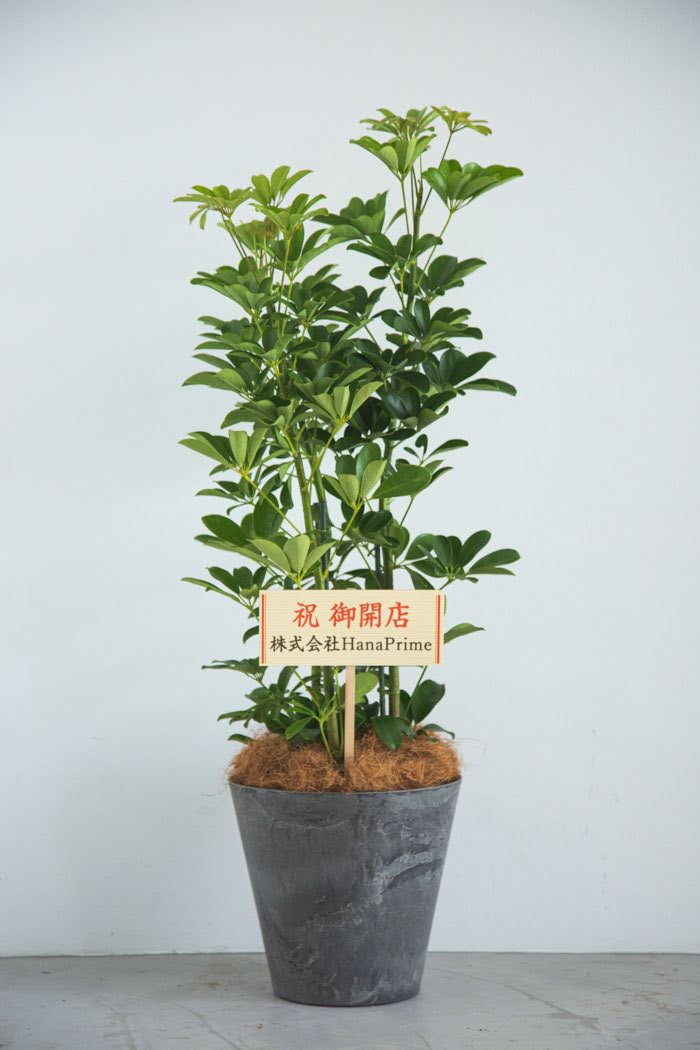 観葉植物 シェフレラ ホンコンカポック（8号鉢）の写真2枚目