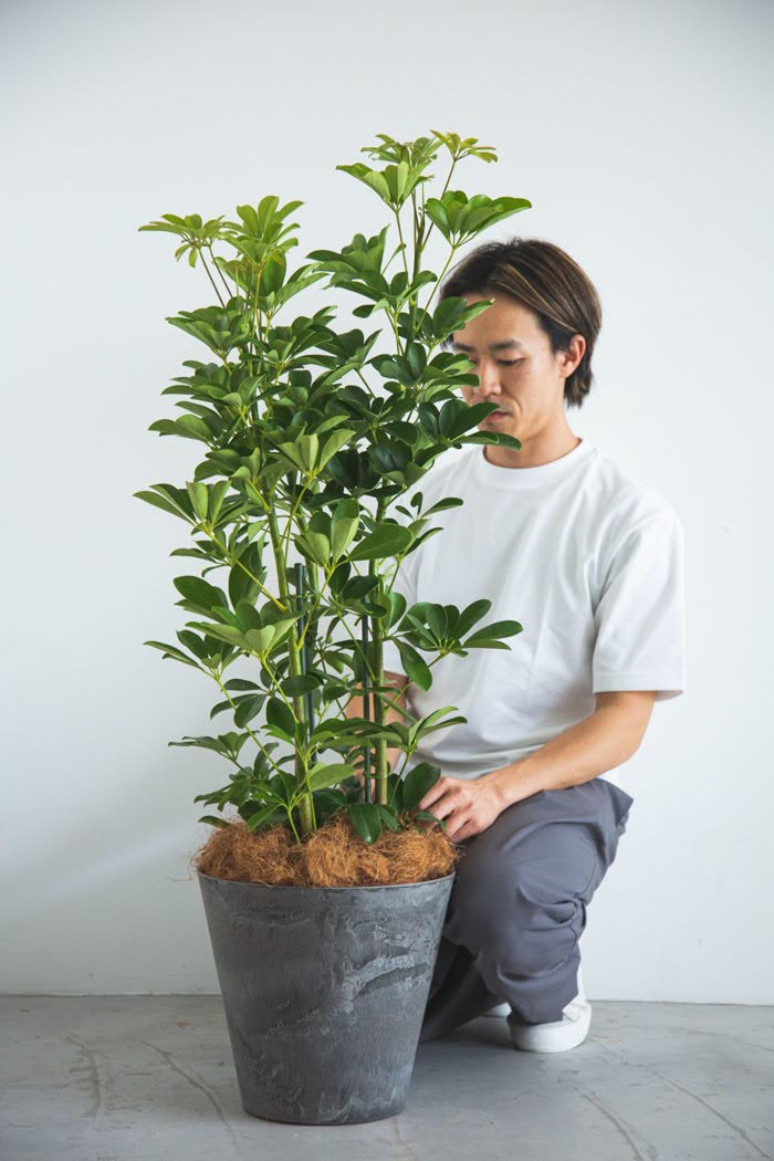 観葉植物 シェフレラ ホンコンカポック（8号鉢）の写真3枚目