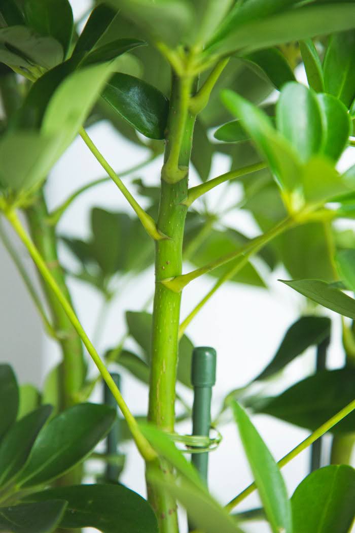 極太！観葉植物 シェフレラ ホンコンカポック 8号鉢 100センチ 希少 美形 観葉植物 シェフレラ ホンコンカポック（8号鉢）｜HanaPrime