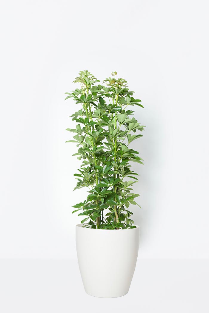 観葉植物 ホンコンカポック 8号鉢 公式 Hanaprime 花と植物のギフト通販
