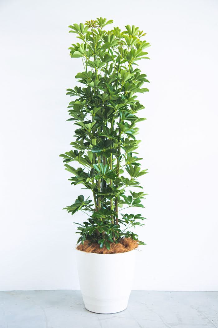 観葉植物 シェフレラ ホンコンカポック 10号鉢 公式 Hanaprime 花と植物のギフト通販