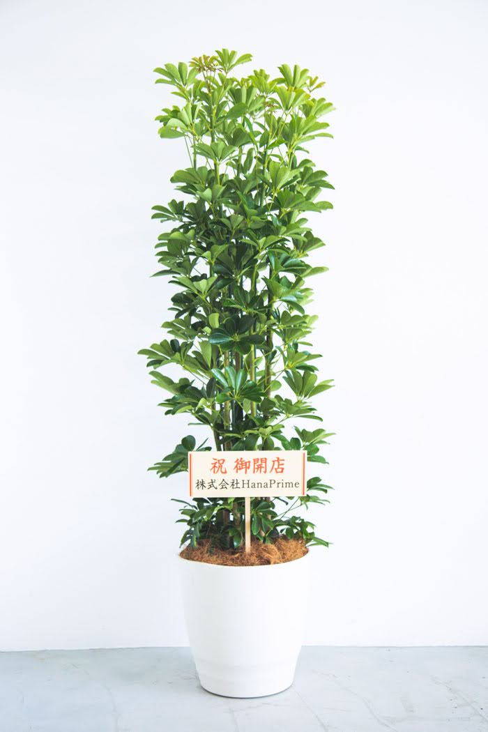 観葉植物 シェフレラ ホンコンカポック（10号鉢）の写真3枚目