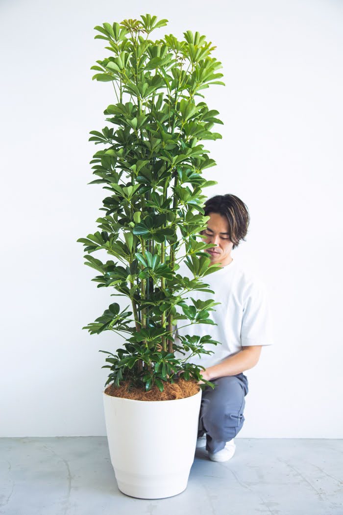 観葉植物 シェフレラ ホンコンカポック（10号鉢）の写真1枚目