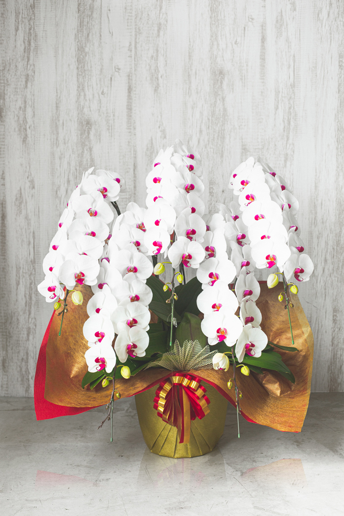 赤リップ色の胡蝶蘭｜【公式】HanaPrime｜花と植物のギフト通販