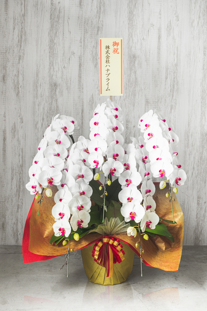 胡蝶蘭 大輪 60輪～70輪 5本立ち 赤リップ