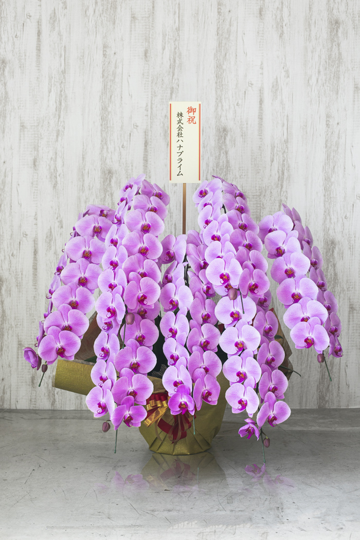 胡蝶蘭 大輪 90輪以上 7本立ち ピンク