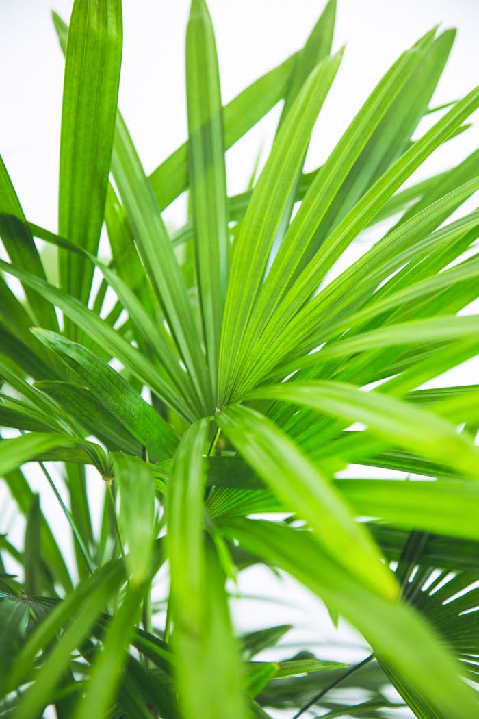 観葉植物 シュロチク(10号鉢)|HanaPrime(ハナプライム) 観葉植物 シュロチク(10号鉢)|HanaPrime(ハナプライム)