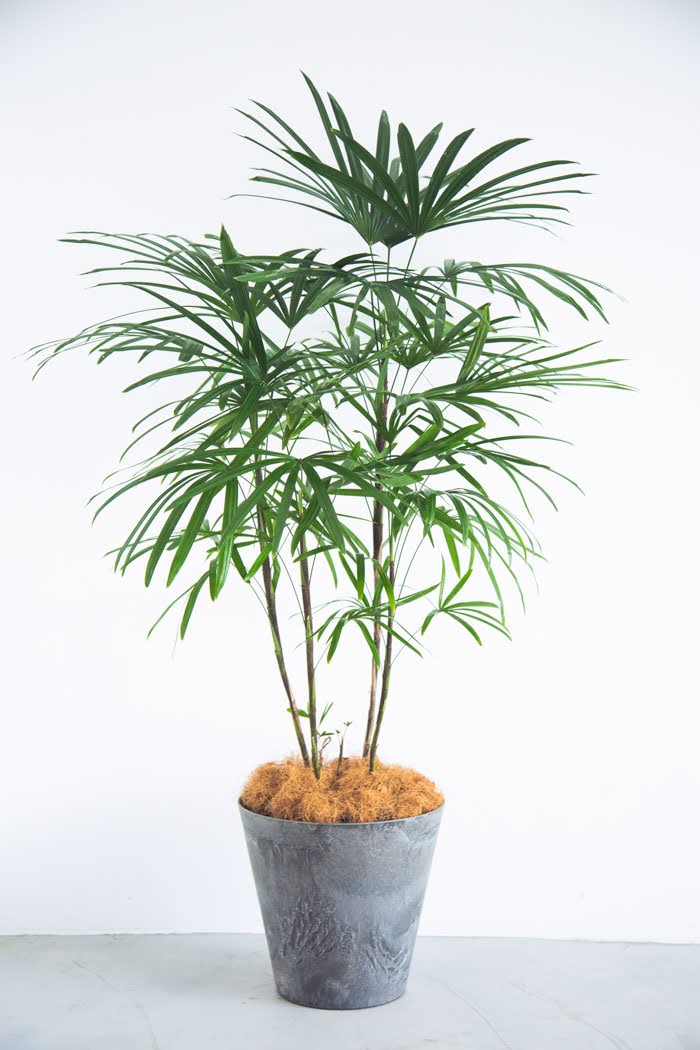 観葉植物 シュロチク 8号鉢 公式 Hanaprime 花と植物のギフト通販