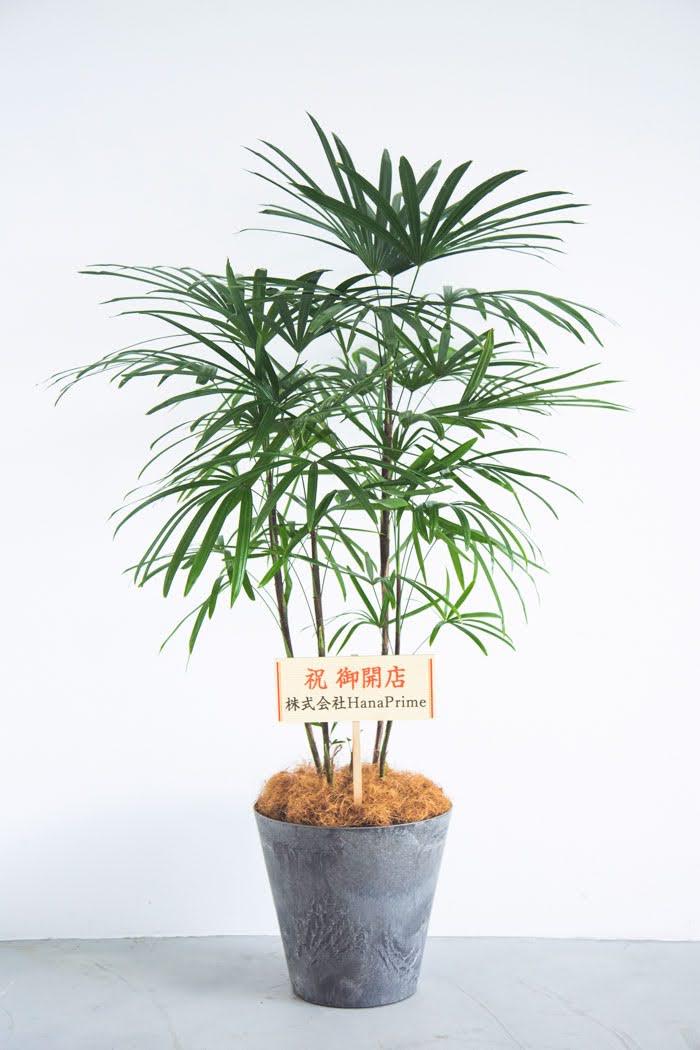 観葉植物 シュロチク（8号鉢）
