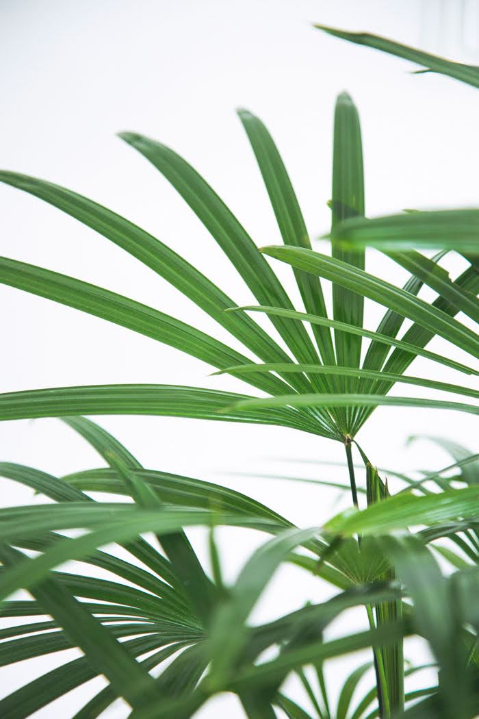 観葉植物 シュロチク（8号鉢）｜HanaPrime（ハナプライム）