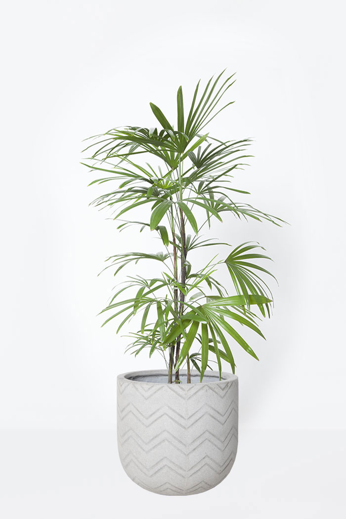 観葉植物 シュロチク 8号鉢 公式 Hanaprime 花と植物のギフト通販 観葉植物 シュロチク 8号鉢 公式 Hanaprime 花と植物のギフト通販