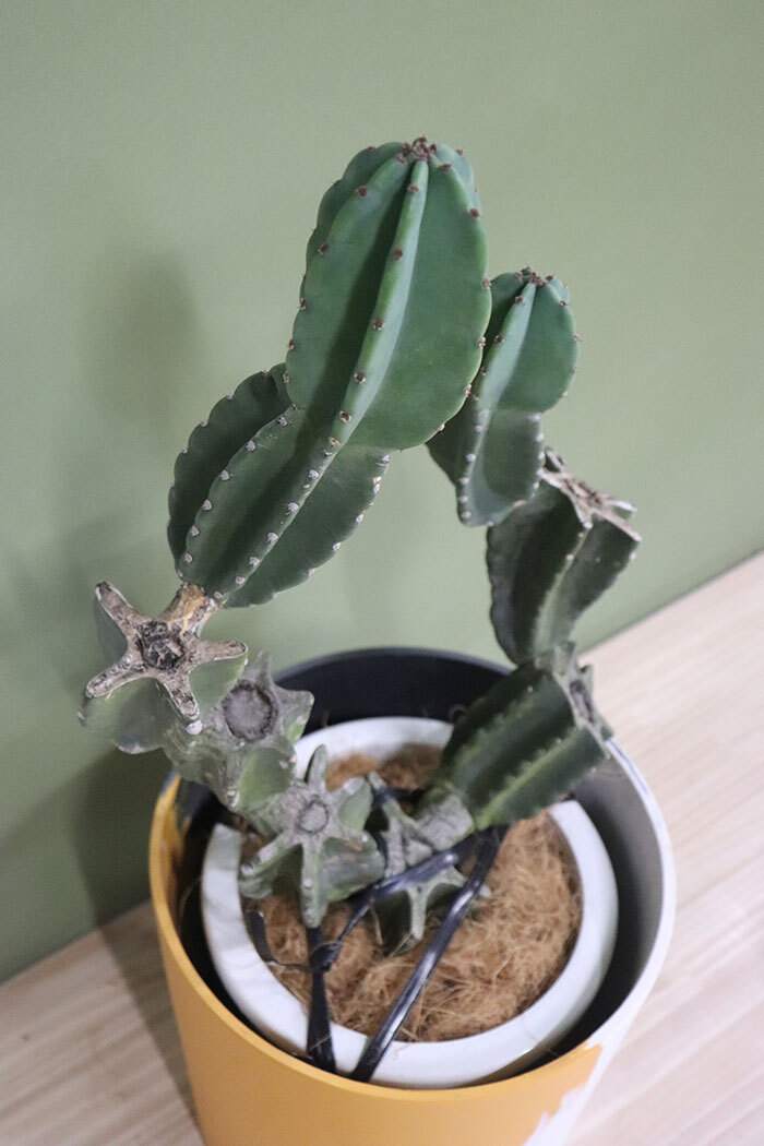 観葉植物 柱サボテン 鬼面角ブランチ 一点物 8号鉢 公式 Hanaprime 花と植物のギフト通販