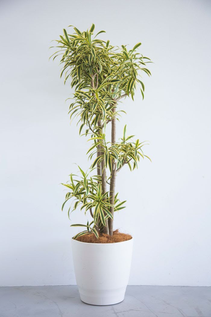 観葉植物 ドラセナ ソングオブインディア（10号鉢）の写真1枚目