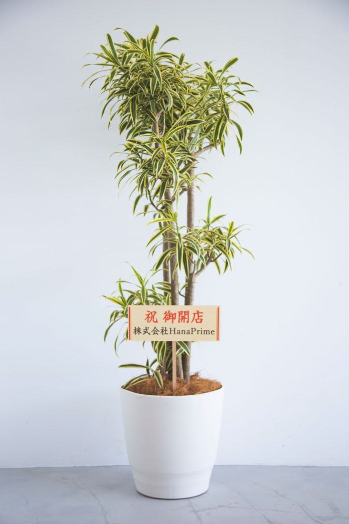 観葉植物 ドラセナ ソングオブインディア（10号鉢）の写真2枚目