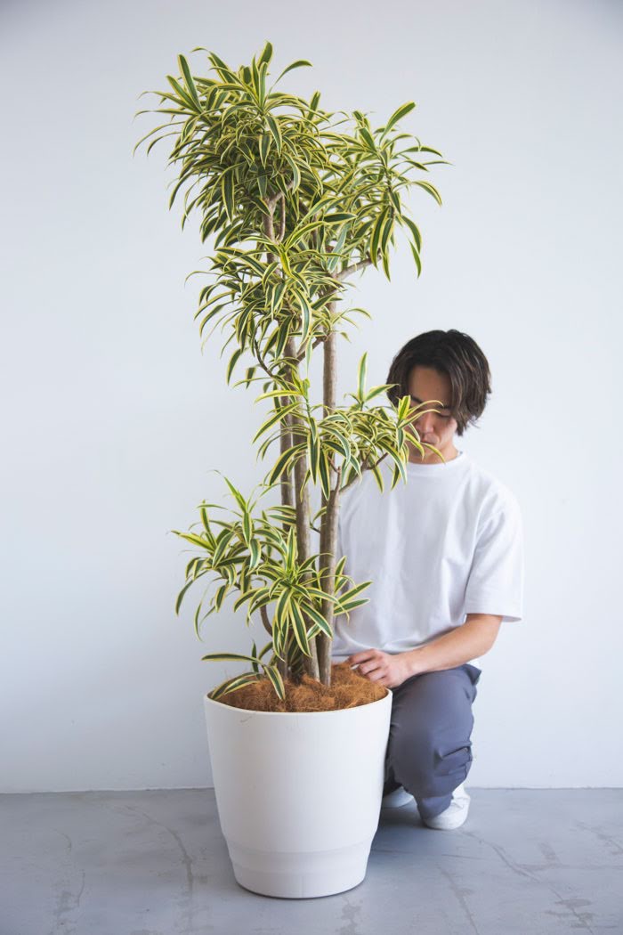 観葉植物 ドラセナ ソングオブインディア（10号鉢）の写真3枚目