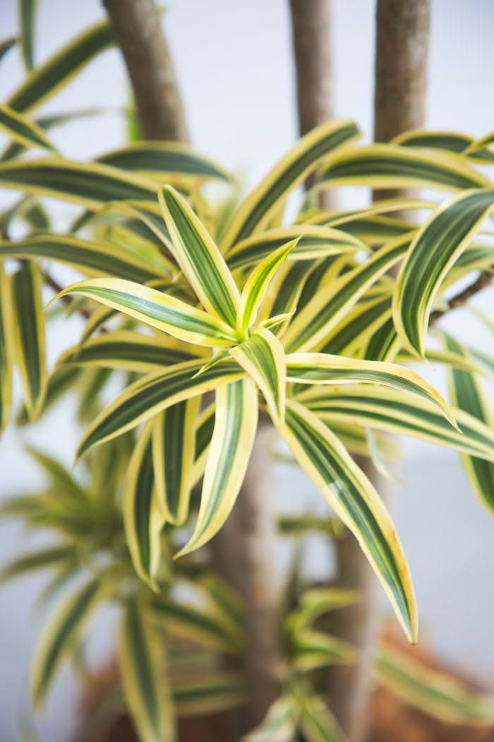 観葉植物 ドラセナ ソングオブインディア（10号鉢）の写真4枚目