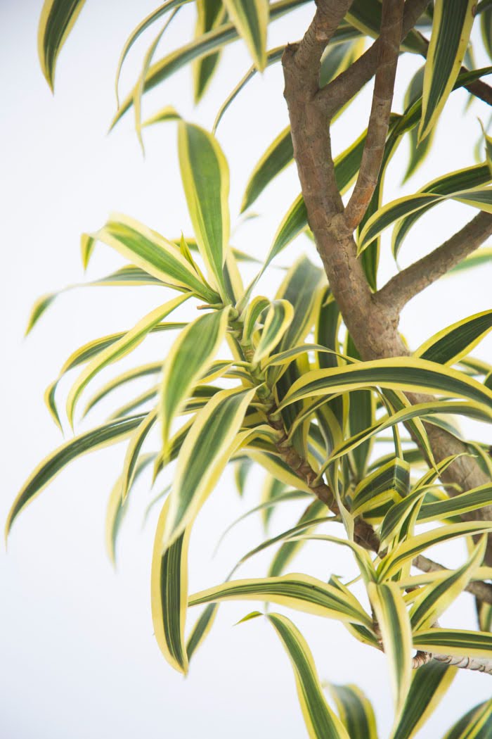 観葉植物 ドラセナ ソングオブインディア（10号鉢）の写真5枚目