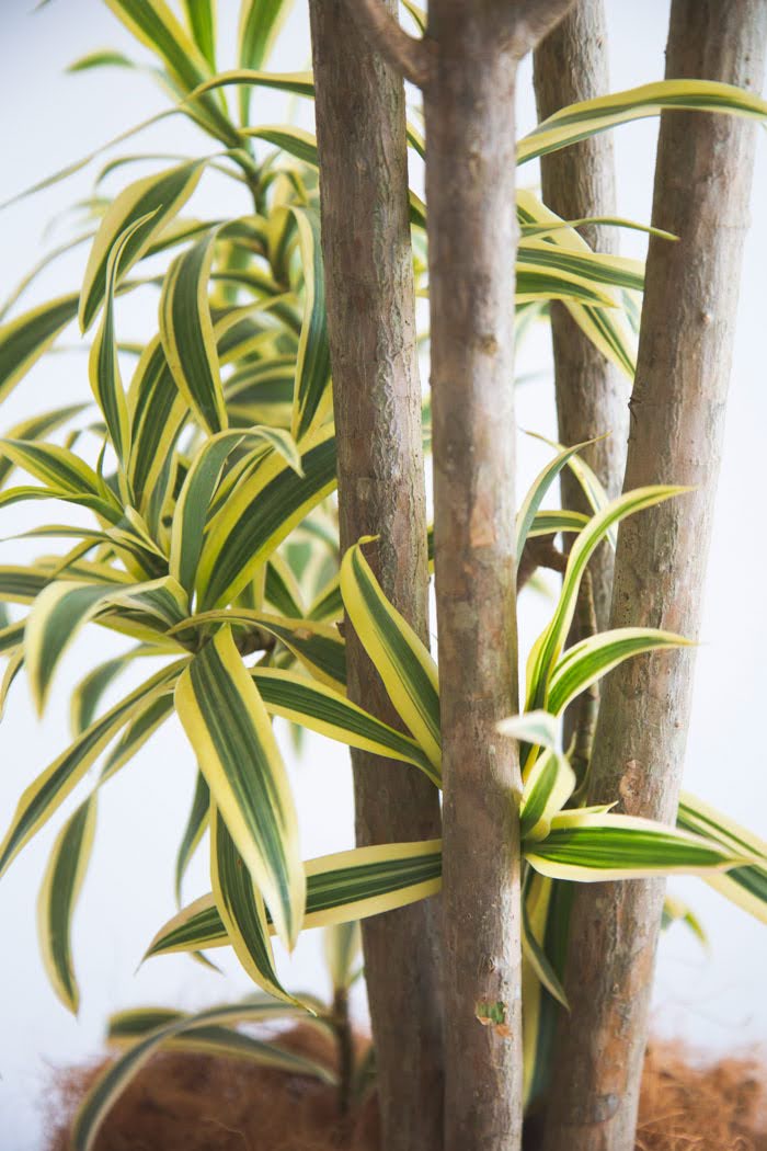 観葉植物 ドラセナ ソングオブインディア（10号鉢）の写真6枚目